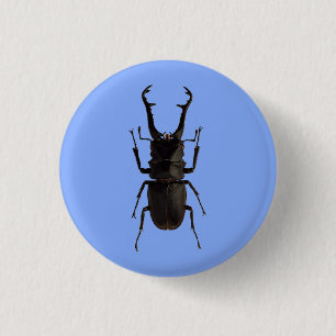 Stag Beetle Knapp
