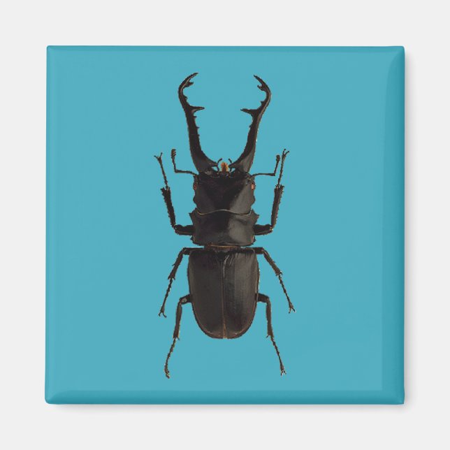 Stag Beetle Magnet (Framsidan)