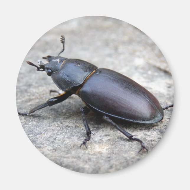 Stag Beetle Magnet (Framsidan)