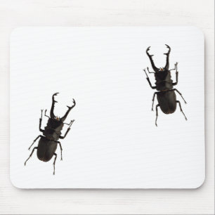 Stag Beetle Musmatta