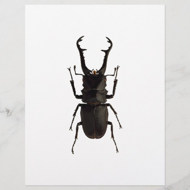 Stag Beetle Reklamblad (Framsidan)