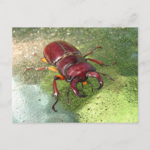 Stag Beetle ~ vykort