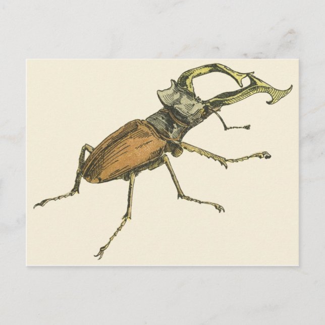 Stag Beetle Vykort (Framsida)