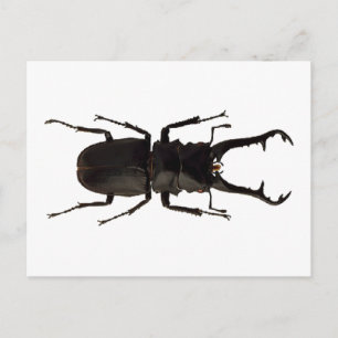 Stag Beetle Vykort