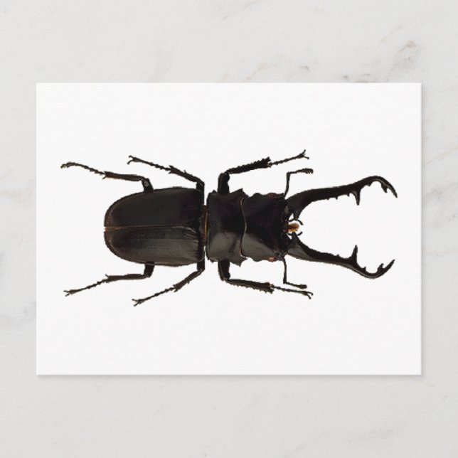Stag Beetle Vykort (Framsida)