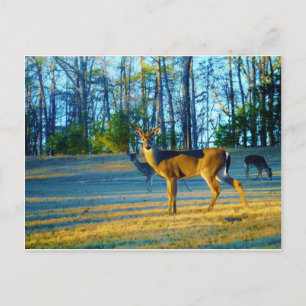 Stag/Buck Hjort, Bright blå himmel Vykort