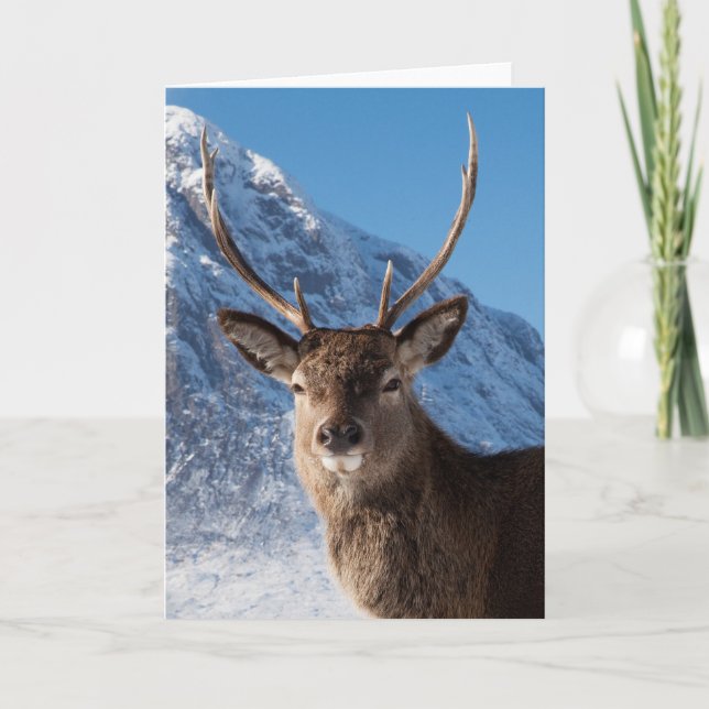 Stag Helgkort (Framsida)