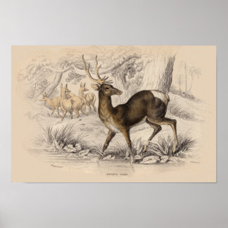 STAG (NEPAUL) SKRIV UT POSTER