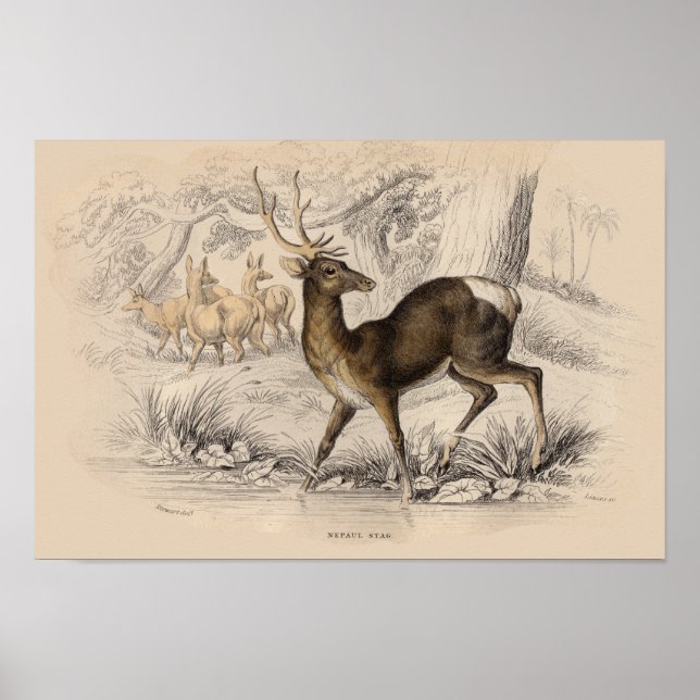 STAG (NEPAUL) SKRIV UT POSTER (Framsidan)