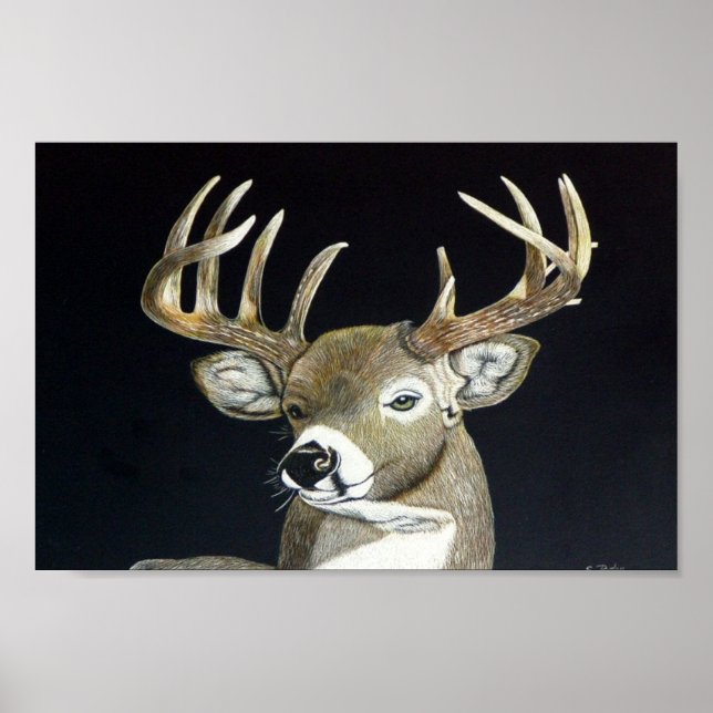 Stag Poster (Framsidan)