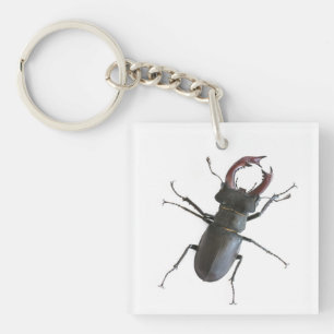 Stag-skalbagge