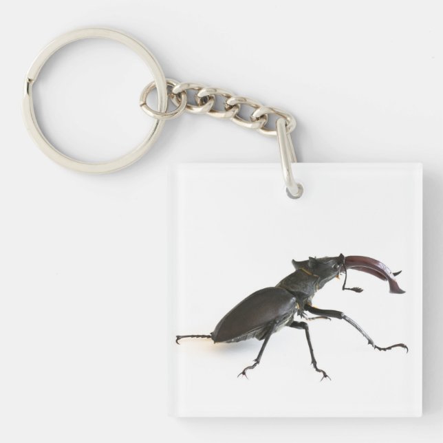 Stag-skalbagge (Framsidan)