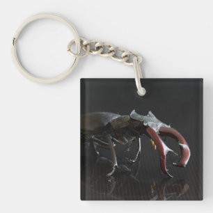 Stag-skalbagge