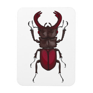 Stag-skalbagge Magnet