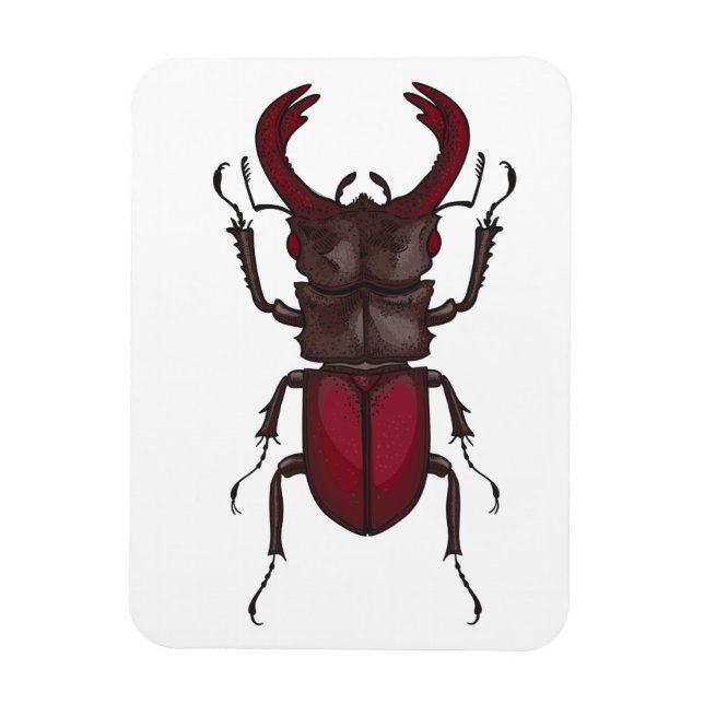 Stag-skalbagge Magnet (Vertikal)