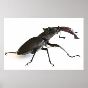 Stag-skalbagge Poster