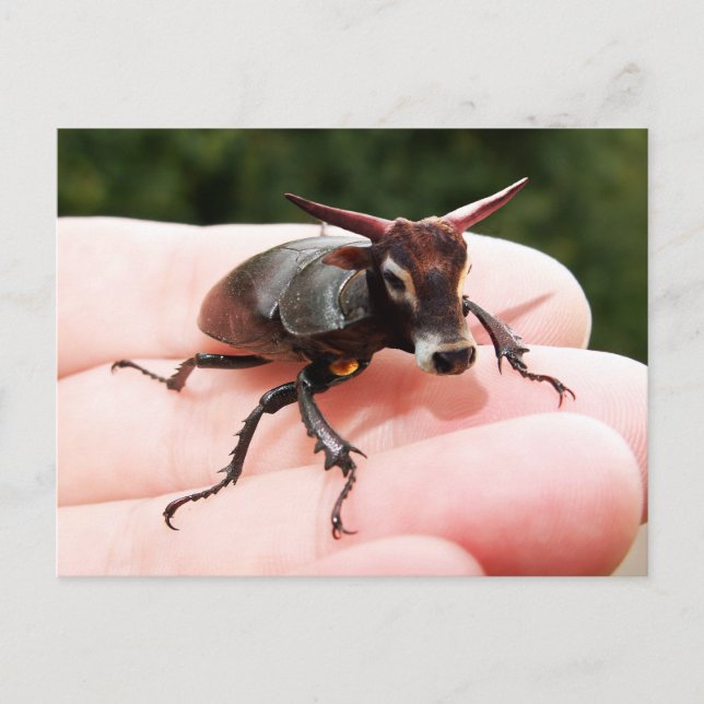 Stag-tjur-vykort Vykort (Framsida)