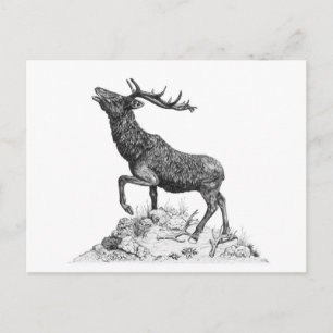 Stag - tomt vykort