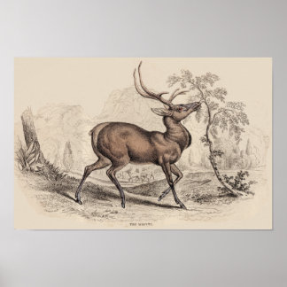 STAG (WAPITI) SKRIV UT POSTER