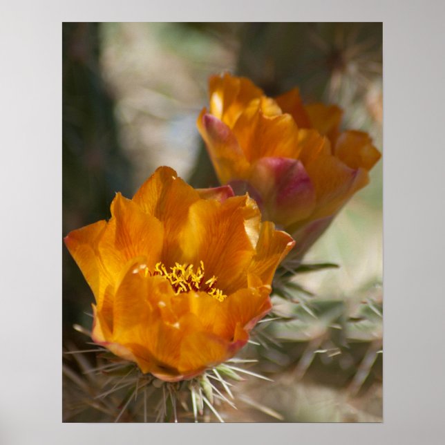 Staghorn Cholla Cactus Blommar Poster (Framsidan)