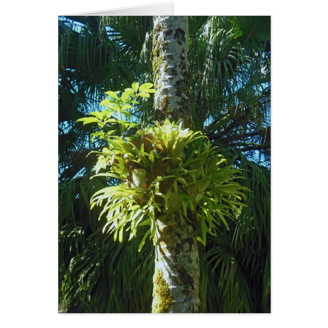 Staghorn Fern Hälsningskort (Framsidan)