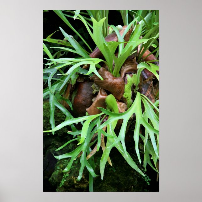 Staghorn Fern Poster (Framsidan)