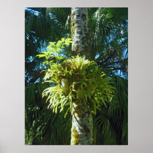 Staghorn Fern Poster