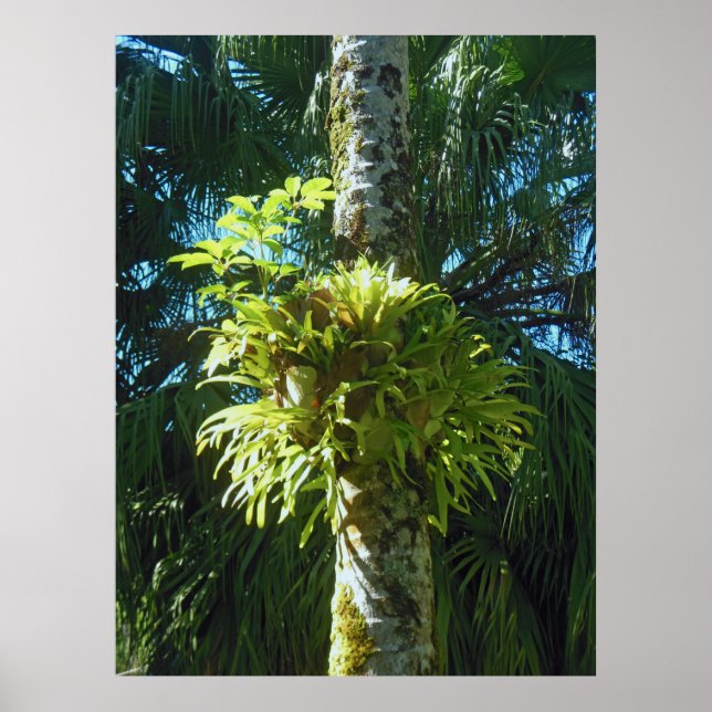 Staghorn Fern Poster (Framsidan)