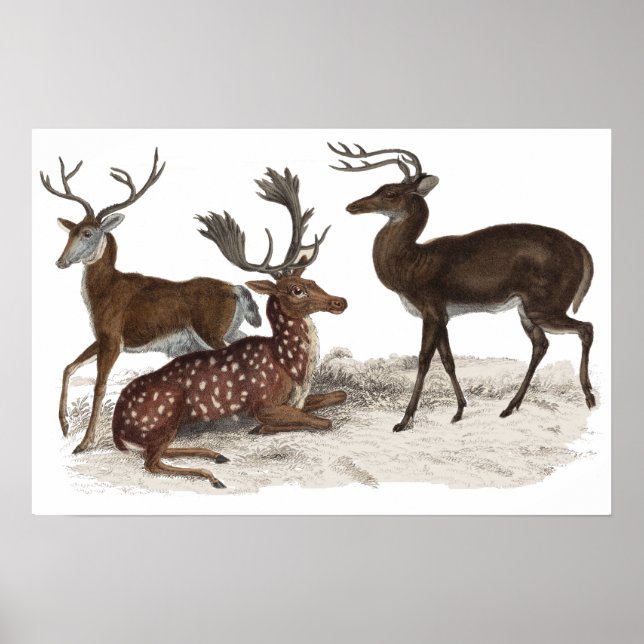 STAGS PRINT POSTER (Framsidan)