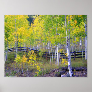 Staket med aspen poster