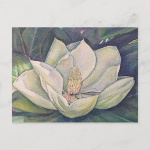 Stål Magnolia Vykort
