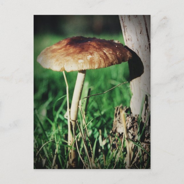 Stalk Vykort (Framsida)