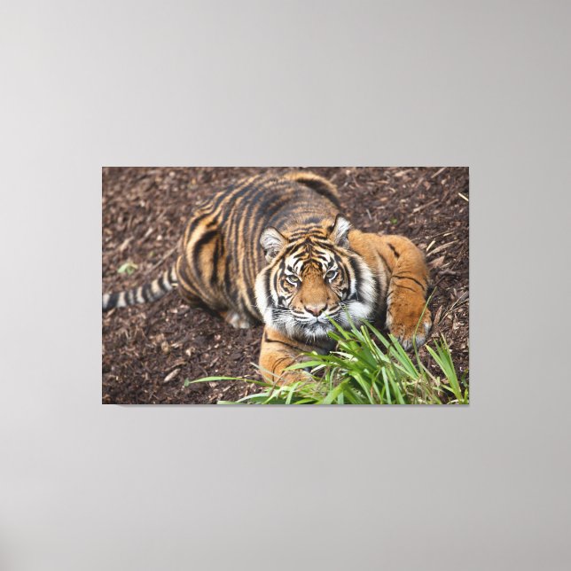 Stalking Bengal Tiger Closeup Pose Canvas Art (Framsida)