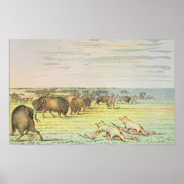 Stalking buffalo poster (Framsidan)