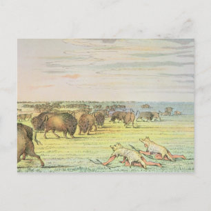 Stalking buffalo vykort