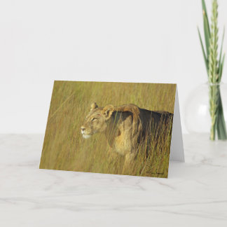 STALKING LIONESS-hälsningskort Kort