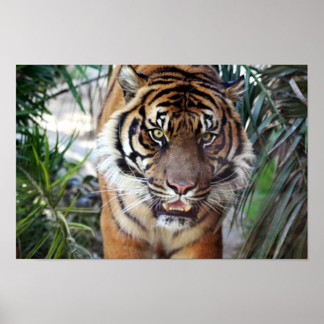 Stalking Tiger Poster (Framsidan)