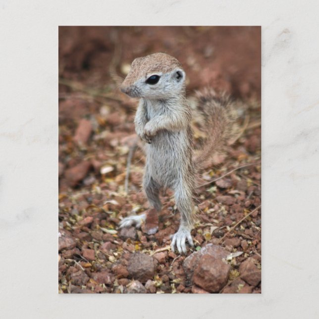 Ställ dig upp och var uppmärksam och anpassa den! vykort (Framsida)