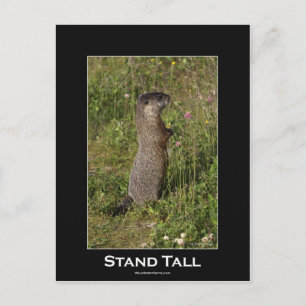 Ställa in Marmot-vykort Vykort