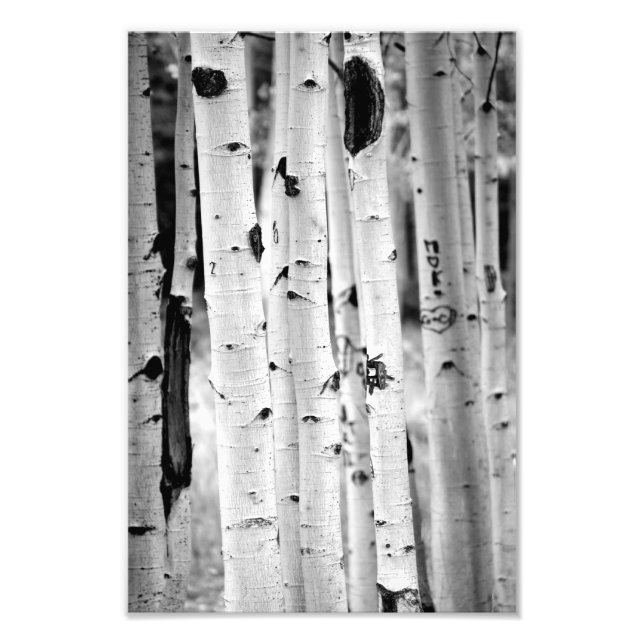 Ställa upp lång Aspen Fototryck (Framsidan)
