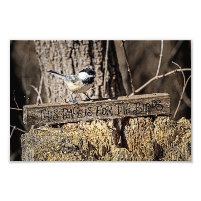 Ställe är till för fåglar fototryck (Framsidan)