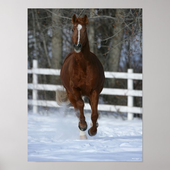 Stallion Chestnut Trakehner i Snö Poster (Framsidan)