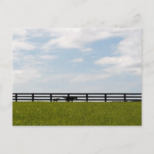 Stallion Farm Vykort