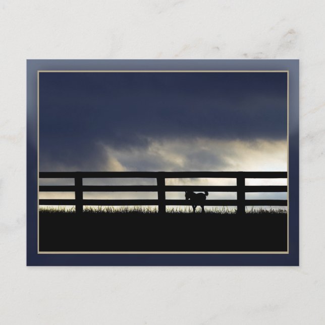 Stallion Farm Vykort (Framsida)