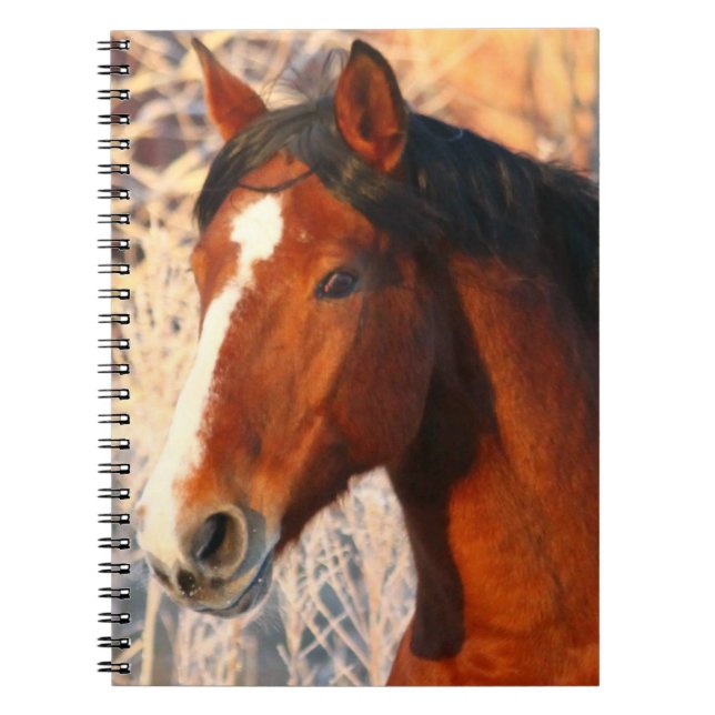 Stallion Horse Anteckningsbok Med Spiral (Framsidan)