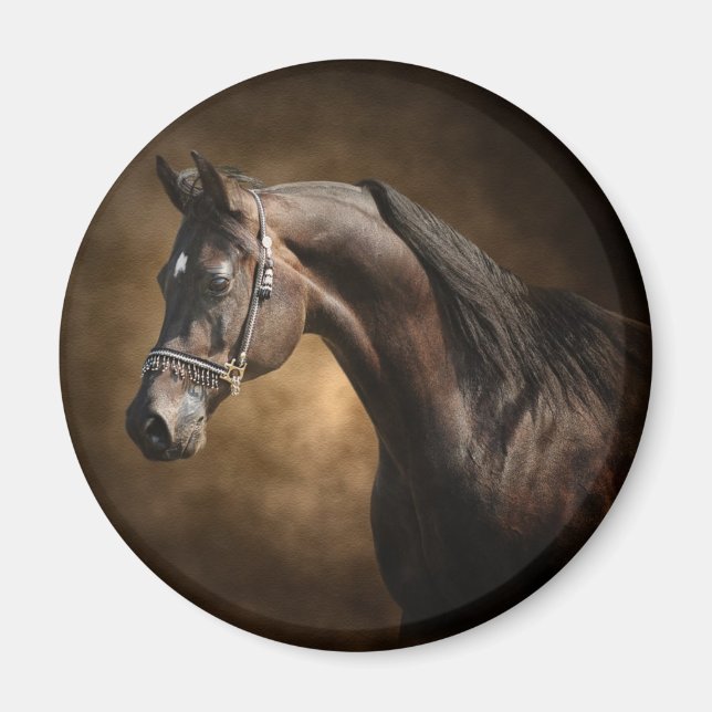 Stallion Magnet (Framsidan)