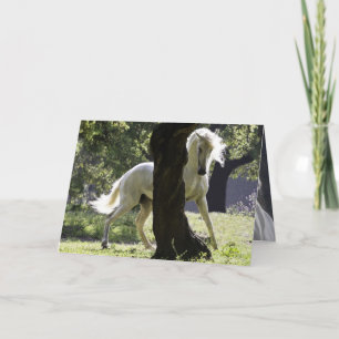 Stallion- och Träd-hälsningskortet Kort