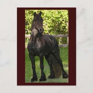 Stallion Painting-vykort Vykort
