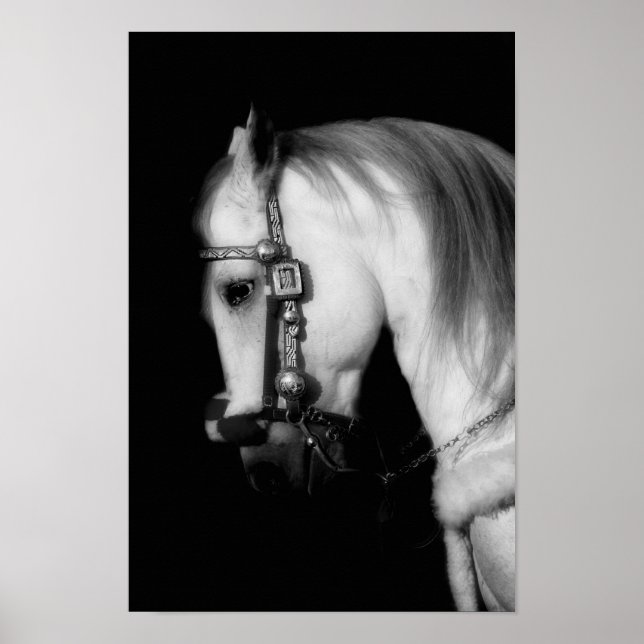 Stallion Poster (Framsidan)