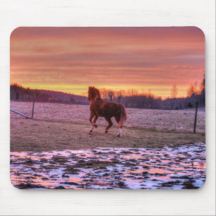 Stallion Runhome vid Sunset på Ranch Musmatta